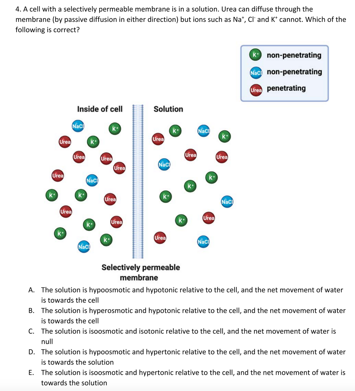 4. A cell with a selectively permeable membrane is in a solution. Urea can diffuse through the
membrane (by passive diffusion in either direction) but ions such as Na*, Cl¯ and K* cannot. Which of the
following is correct?
Urea
Urea
K
Urea
K
Inside of cell
Naci
Urea
K
K
Naci
Naci
K+
Urea
K+
Urea
Urea
Urea
Solution
Urea
Naci
Urea
K+
K+
Selectively permeable
Urea
NaCl
Urea
NaCl
K
Urea
NaCl
K non-penetrating
Naci non-penetrating
Urea penetrating
membrane
A. The solution is hypoosmotic and hypotonic relative to the cell, and the net movement of water
is towards the cell
B. The solution is hyperosmotic and hypotonic relative to the cell, and the net movement of water
is towards the cell
C. The solution is isoosmotic and isotonic relative to the cell, and the net movement of water is
null
D. The solution is hypoosmotic and hypertonic relative to the cell, and the net movement of water
is towards the solution
E. The solution is isoosmotic and hypertonic relative to the cell, and the net movement of water is
towards the solution