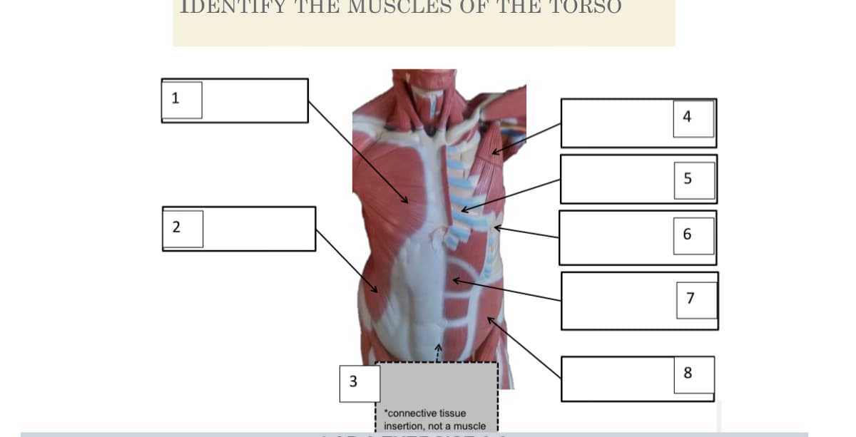 IDENTIFY THE MUSCLES OF THE TORSO
1
2
3
*connective tissue
insertion, not a muscle
4
5
6
7
8