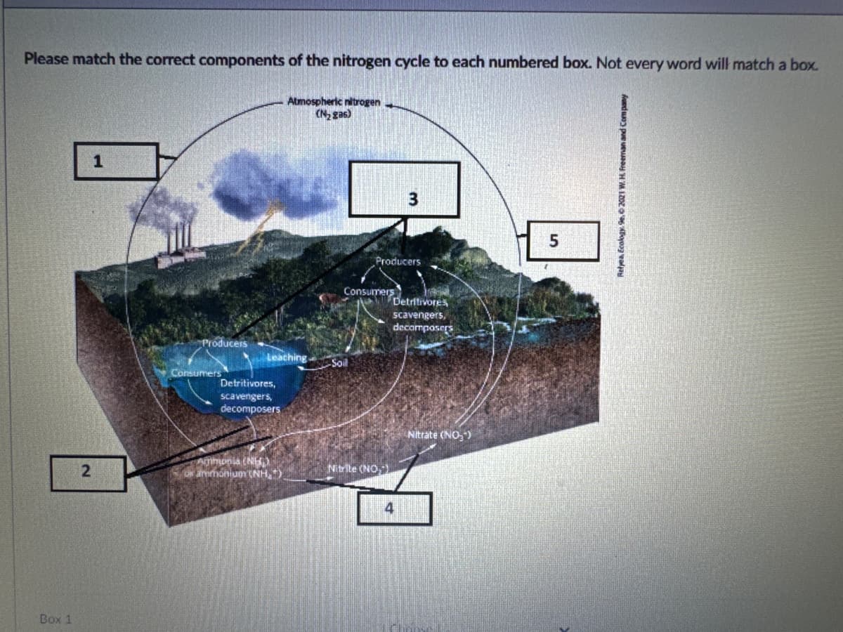 Box 1
Please match the correct components of the nitrogen cycle to each numbered box. Not every word will match a box.
Atmospheric nitrogen
(N2226)
1
Producers
Leaching.
Soil
Consumers
Detritivores,
scavengers,
decomposers
3
Producers
Consumers
Detritivores
scavengers,
decomposers
Nitrate (NO)
2
Ammonia (NEC)
ammonium (NH)
Nitrite (NO)
4
5
Relyea, Ecology. 9e, 2021 W. H. Freeman and Company