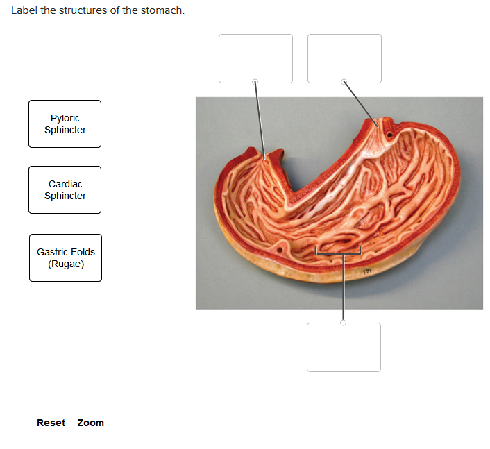 Label the structures of the stomach.
Pyloric
Sphincter
Cardiac
Sphincter
Gastric Folds
(Rugae)
Reset Zoom
171