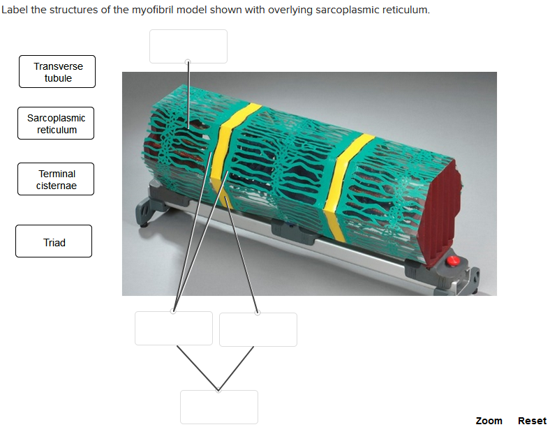 Label the structures of the myofibril model shown with overlying sarcoplasmic reticulum.
Transverse
tubule
Sarcoplasmic
reticulum
Terminal
cisternae
Triad
Zoom
Reset