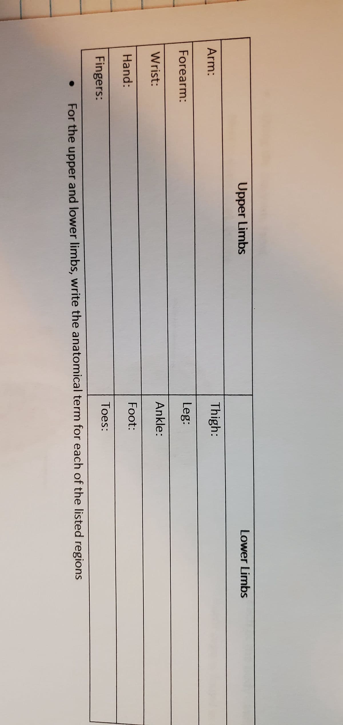 Arm:
Forearm:
Wrist:
Hand:
Fingers:
Upper Limbs
Thigh:
Leg:
Ankle:
Foot:
Toes:
Lower Limbs
For the upper and lower limbs, write the anatomical term for each of the listed regions