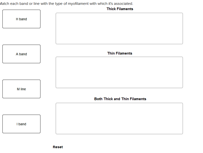 Match each band or line with the type of myofilament with which it's associated.
Thick Filaments
H band
A band
M line
I band
Reset
Thin Filaments
Both Thick and Thin Filaments