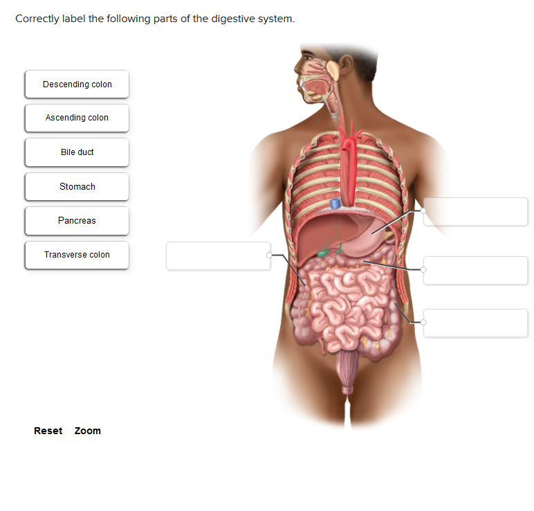 Correctly label the following parts of the digestive system.
Descending colon
Ascending colon
Bile duct
Stomach
Pancreas
Transverse colon
Reset Zoom
g
SC