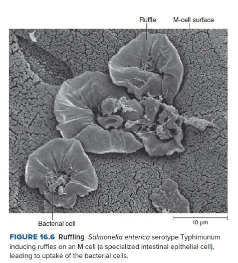Ruffle
M-cell surface
Bacterial cell
10 µm
FIGURE 16.6 Ruffling Salmonella enterica serotype Typhimurium
inducing ruffles on an M cell (a specialized intestinal epithelial cell),
leading to uptake of the bacterial cells.
