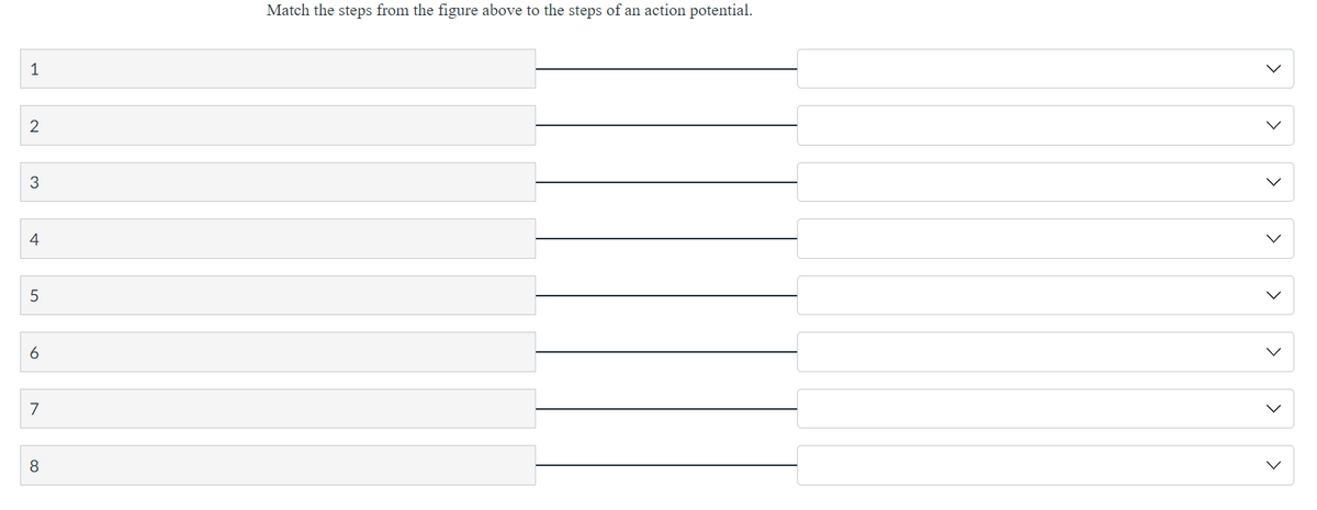 1
2
4
5
6
7
8
Match the steps from the figure above to the steps of an action potential.
<
>
>
>
>
<
>
>