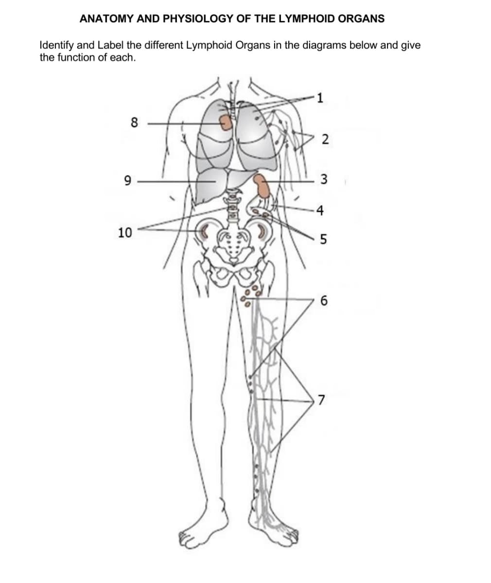 ANATOMY AND PHYSIOLOGY OF THE LYMPHOID ORGANS
Identify and Label the different Lymphoid Organs in the diagrams below and give
the function of each.
8
2
9.
-4
10
6
3.

