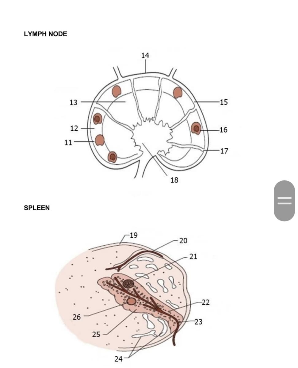 LYMPH NODE
14
13
15
12
-16
11
17
18
SPLEEN
-19
20
21
22
26
23
25
24
||
