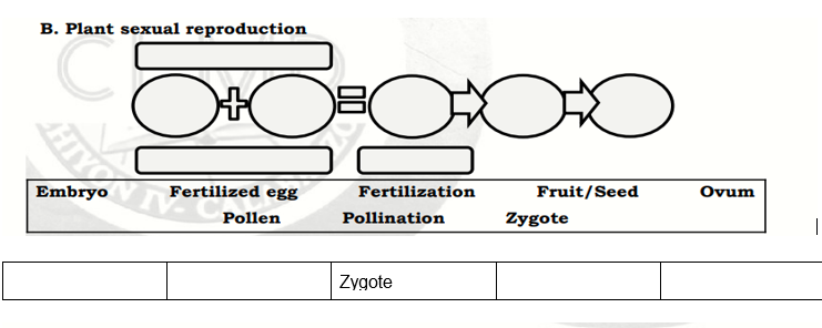 B. Plant sexual reproduction
Embryo
Fertilized egg
Fertilization
Fruit/Seed
Ovum
Pollen
Pollination
Zygote
Zygote
HIY
