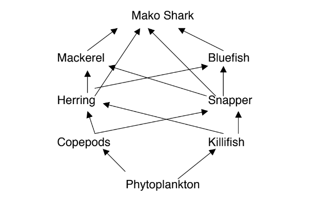 Mako Shark
Mackerel
Bluefish
Herring
Snapper
Copepods
Killifish
Phytoplankton
