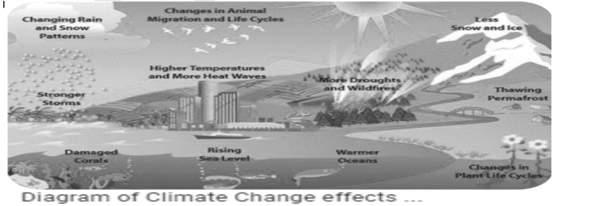 Changes in Animal
Migration and Life Cycles
Changing Rain
and Snow
Less
Snow and Ice
Patterns
Higher Temperatures
and More Heat Waves
More Droughts
and Wildfires
Stronger
Storms
Thawing
Permafrost
Damaged
Rising
Sea Level
Warmer
Corals
Oceans
Changes in
Plant Life Cycles
Diagram of Climate Change effects
