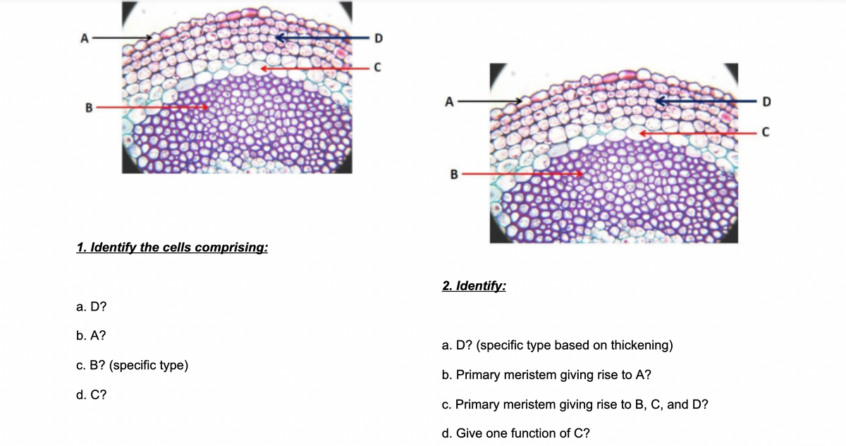 A
A
D
B
1. Identify the cells comprising:
2. Identify:
a. D?
b. A?
a. D? (specific type based on thickening)
c. B? (specific type)
b. Primary meristem giving rise to A?
d. C?
c. Primary meristem giving rise to B, C, and D?
d. Give one function of C?
