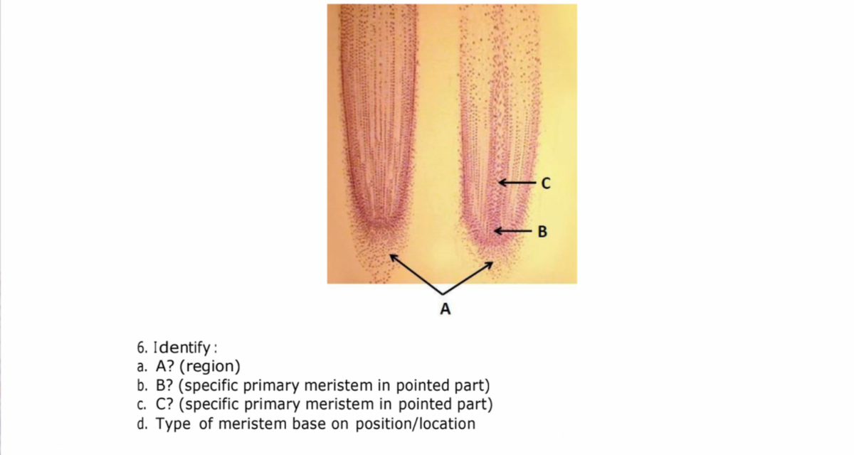 - B
A
6. Identify :
a. A? (region)
b. B? (specific primary meristem in pointed part)
c. C? (specific primary meristem in pointed part)
d. Type of meristem base on position/location
