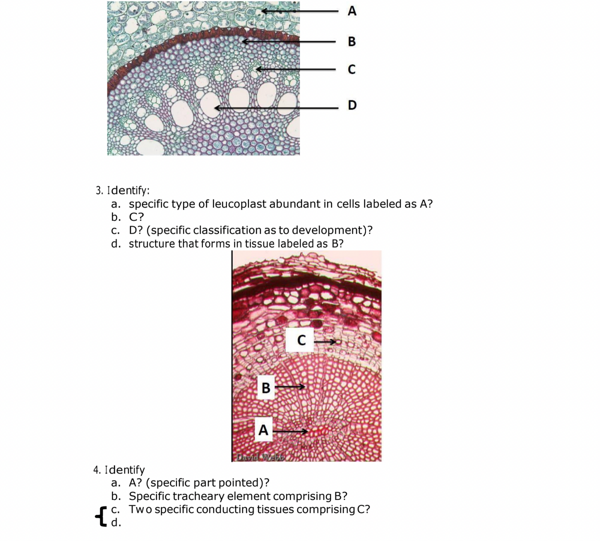 A
В
D
3. Identify:
a. specific type of leucoplast abundant
b. C?
cells labeled as A?
c. D? (specific classification as to development)?
d. structure that forms in tissue labeled as B?
В
A
David We
4. Identify
a. A? (specific part pointed)?
b. Specific tracheary element comprising B?
c. Two specific conducting tissues comprising C?
