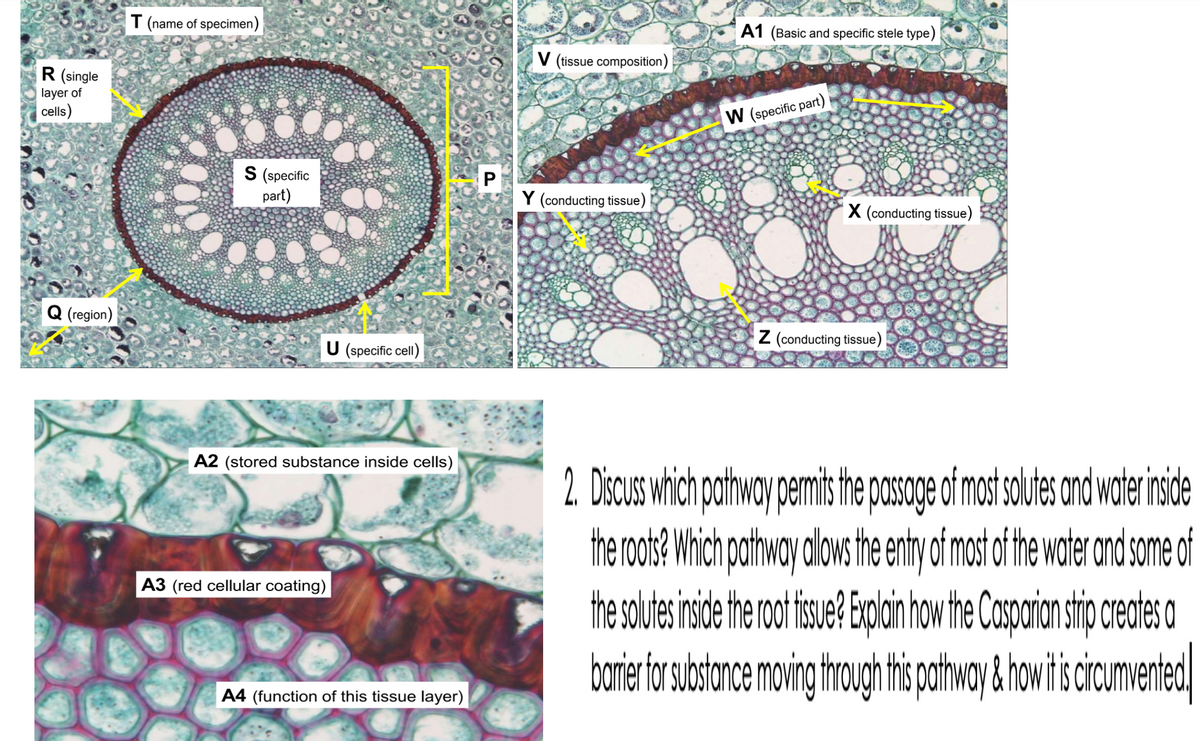 T (name of specimen)
A1 (Basic and specific stele type)
V (tissue composition)
R (single
layer of
cells)
W (specific part)
S (specific
part)
Y (conducting tissue)
X (conducting tissue)
Q (region)
U (specific cell)
Z (conducting tissue)
A2 (stored substance inside cells)
2. Dicus which pathway permits he posoge of mostsolutes and water insde
the rots? Which pathway alowsthe entry cf most f he water and some of
the solutes ride the rot fsue Eolain haw the Cosoarin stip creates o
bamierfa suasdance moving trough thspartway & how tiscicumented
A3 (red cellular coating)
A4 (function of this tissue layer)
