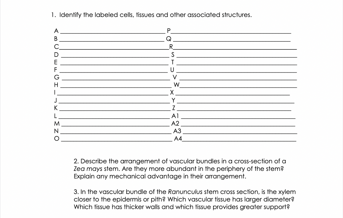 1. Identify the labeled cells, tissues and other associated structures.
A
В
C_
R_
D
S
E
T
F
U
G
V
H
W.
X.
J
Y
K
L
A1
M
A2
N
A3
A4
2. Describe the arrangement of vascular bundles in a cross-section of a
Zea mays stem. Are they more abundant in the periphery of the stem?
Explain any mechanical advantage in their arrangement.
3. In the vascular bundle of the Ranunculus stem cross section, is the xylem
closer to the epidermis or pith? Which vascular tissue has larger diameter?
Which tissue has thicker walls and which tissue provides greater support?
