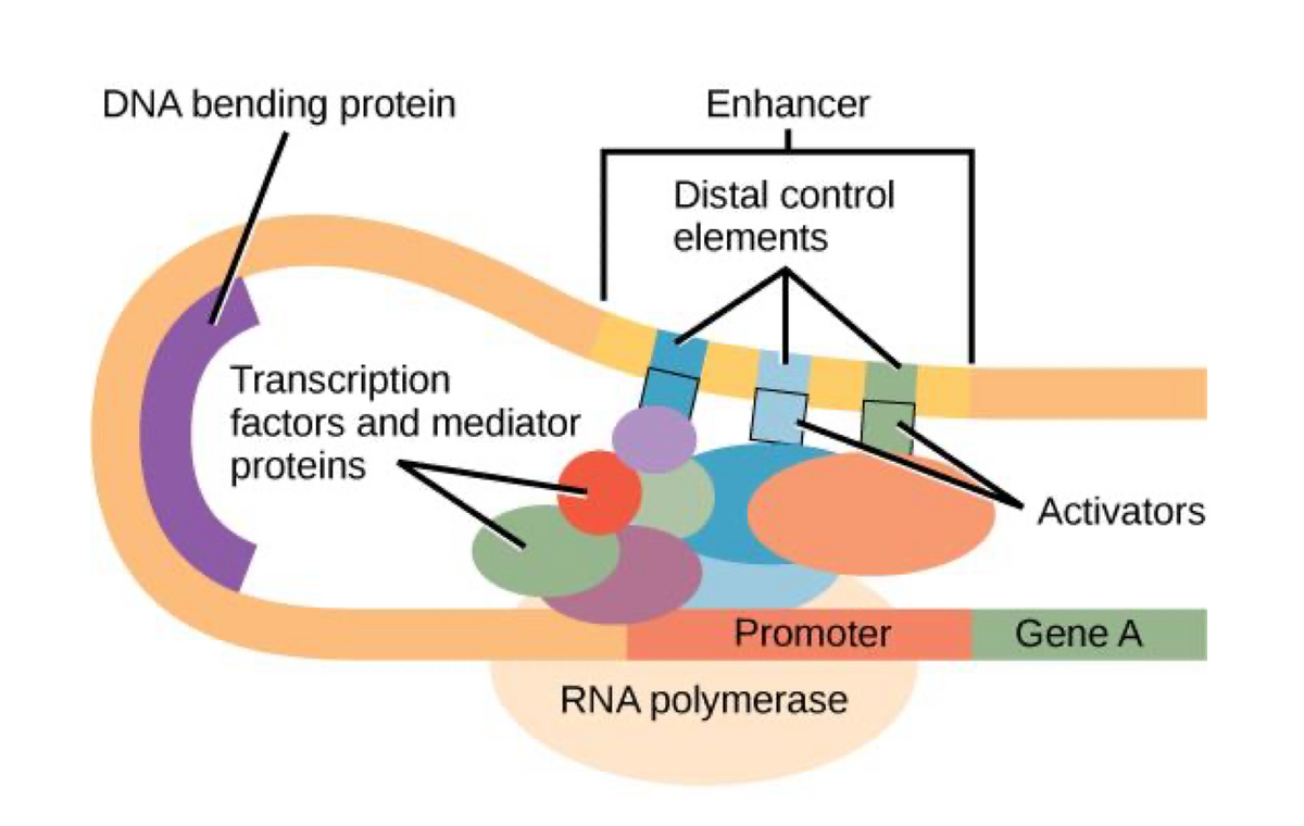 DNA bending protein
Transcription
factors and mediator
proteins
Enhancer
Distal control
elements
Promoter
RNA polymerase
Activators
Gene A