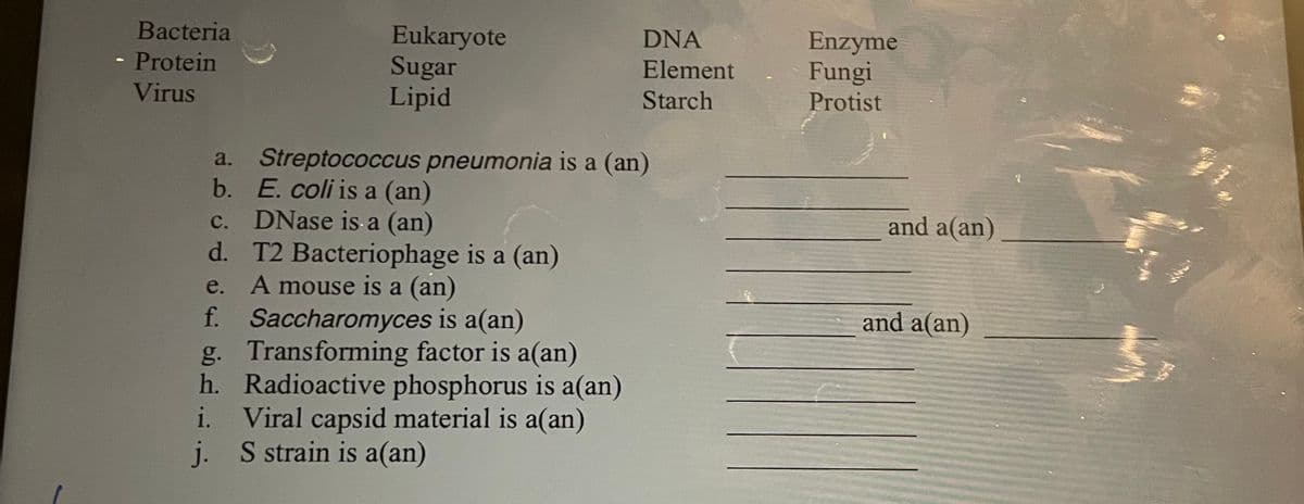 ▲
Bacteria
Protein
Virus
Eukaryote
Sugar
Lipid
DNA
Element
Starch
a. Streptococcus pneumonia is a (an)
b.
E. coli is a (an)
C.
DNase is a (an)
d. T2 Bacteriophage is a (an)
A mouse is a (an)
e.
f. Saccharomyces is a(an)
h.
g. Transforming factor is a(an)
Radioactive phosphorus is a(an)
i. Viral capsid material is a(an)
S strain is a(an)
j.
Enzyme
Fungi
Protist
and a(an)
and a(an)