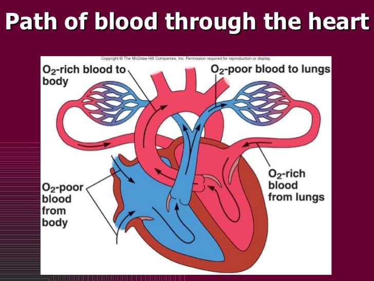 Path of blood through the heart
CopyrightO The McGraw-Hil Companies, Inc. Permission required for reproduction or display.
02-rich blood to
body
02-poor blood to lungs
O2-rich
blood
from lungs
02-poor.
blood
from
body
