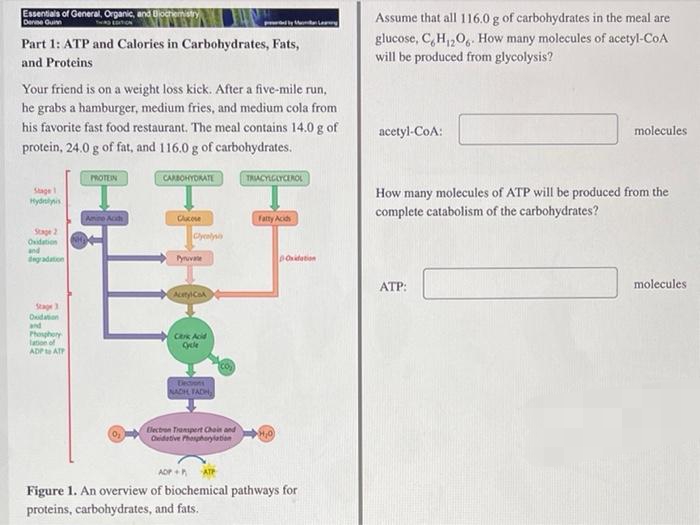 Essentials of General, Organic, and Blochemistry
Derne Guin
Assume that all 116.0 g of carbohydrates in the meal are
glucose, C,H,,0, How many molecules of acetyl-CoA
will be produced from glycolysis?
Twa
P
Part 1: ATP and Calories in Carbohydrates, Fats,
and Proteins
Your friend is on a weight loss kick. After a five-mile run,
he grabs a hamburger, medium fries, and medium cola from
his favorite fast food restaurant. The meal contains 14.0 g of
acetyl-CoA:
molecules
protein, 24.0 g of fat, and 116.0 g of carbohydrates.
ROTEIN
CARBOHYDRATE
TRACYLGLYCIROL
Stage
Hydrniis
How many molecules of ATP will be produced from the
complete catabolism of the carbohydrates?
Amine Ach
Cucose
Fatty Acids
Stage
Owidation
and
degadation
Cyeoly
Pyuvate
Donidation
ATP:
molecules
AtyicaA
Stage
Odation
and
Phonphory
lation of
ADPt ATP
CRK Acid
Uecons
NADH TADH
Dectren Transpert Chain and
Cidetive Phepharyation
ADP ATP
Figure 1. An overview of biochemical pathways for
proteins, carbohydrates, and fats.
