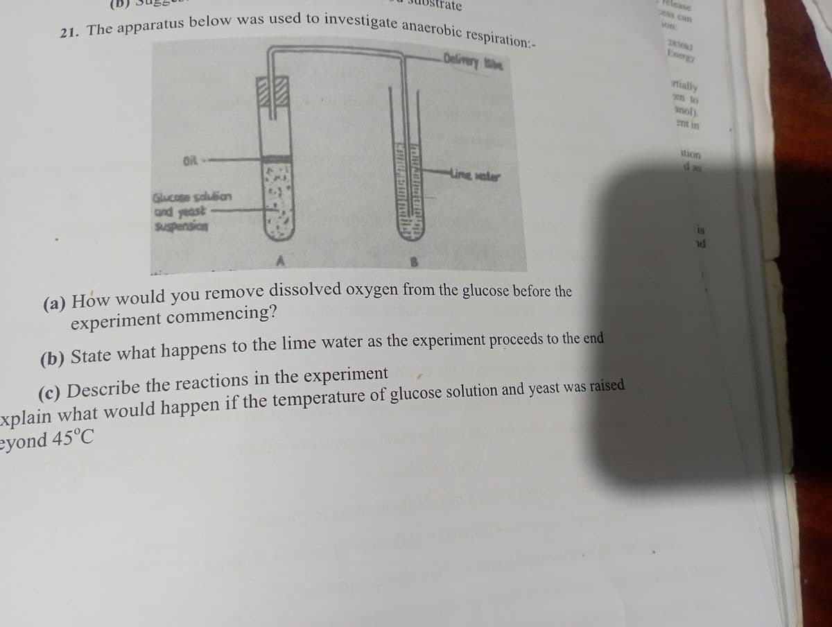 21. The apparatus below was used to investigate anaerobic respiration:-
release
cess can
ion:
2830kJ
Energy
rtially
en to
anol).
ent in
--110
Glucose solution
and yeast
Suspension
Lime water
(a) How would you remove dissolved oxygen from the glucose before the
experiment commencing?
(b) State what happens to the lime water as the experiment proceeds to the end
(c) Describe the reactions in the experiment
xplain what would happen if the temperature of glucose solution and yeast was raised
eyond 45°C
ition
d as
is
nd