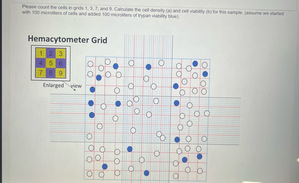 Please count the cells in grids 1, 3, 7, and 9. Calculate the cell density (a) and cell viability (b) for this sample. (assume we started
with 100 microliters of cells and added 100 microliters of trypan viability blue).
Hemacytometer Grid
123
5 6
789
4
Enlarged view
O
O
O
8