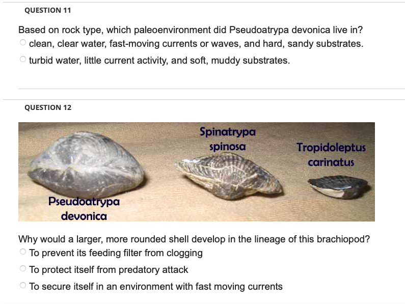 QUESTION 11
Based on rock type, which paleoenvironment did Pseudoatrypa devonica live in?
clean, clear water, fast-moving currents or waves, and hard, sandy substrates.
Oturbid water, little current activity, and soft, muddy substrates.
QUESTION 12
Pseudoatrypa
devonica
Spinatrypa
spinosa
Tropidoleptus
carinatus
Why would a larger, more rounded shell develop in the lineage of this brachiopod?
To prevent its feeding filter from clogging
To protect itself from predatory attack
To secure itself in an environment with fast moving currents