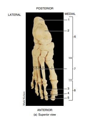 POSTERIOR
LATERAL
MEDIAL
-2
-6
V IV I
-7
3
-8
.4
.5
ANTERIOR
(a) Superior view
Mark Nieben
