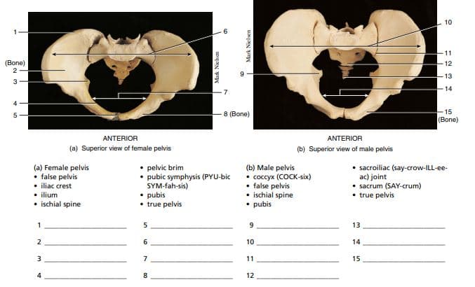 10
11
(Bone)
12
13
3
14
15
8 (Bone)
(Bone)
ANTERIOR
ANTERIOR
(a) Superior view of female pelvis
(b) Superior view of male pelvis
(a) Female pelvis
• false pelvis
• iliac crest
• ilium
• ischial spine
• pelvic brim
• pubic symphysis (PYU-bic
SYM-fah-sis)
• pubis
• true pelvis
(b) Male pelvis
• coccyx (COCK-six)
false pelvis
ischial spine
• pubis
• sacroiliac (say-crow-ILL-ee-
ac) joint
• sacrum (SAY-crum)
• true pelvis
1
9.
13
2
6.
10
14
3
7
11
15
8.
12
Mark Nielsen
