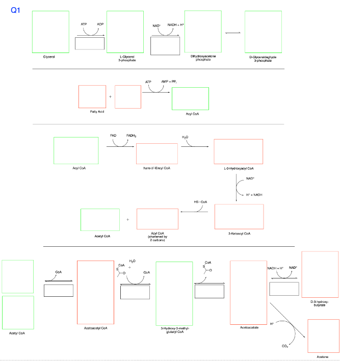 Q1
Glycerol
CCA
ATP
Acyl Call
ADP
NAD
NADH+H+
Fully Acid
Aceryl CoA
Acetoacetyl CoA
Acetyl CoA
FAD
L-Glycerol
3-phiphule
ATP
AMP+PP
Dydroxyace
phosphate
Acyl CoA
FADH
H₂O
+
trans-Encyl CoA
Acyl CoA
(shared by
2 carbons)
COA
요
H₂O
+
CA
D-Glyceraldehyde
3-phosphate
L-3-Hydroxyacyl CoA
NAD
H-NADH
HS-COA
COA
3-K CA
3-Hydroxy-3-methyl-
glutaryl CoA
Acetoacetate
NACH+H
NAD+
D-3-hydroxy-
butyrate
Apture