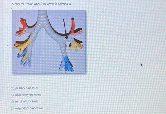 Identify the region where the arrow is pointing to
20
O
primary bronchus
O secondary bronchus
O terminal bronhiole
O respiratory bronchiole