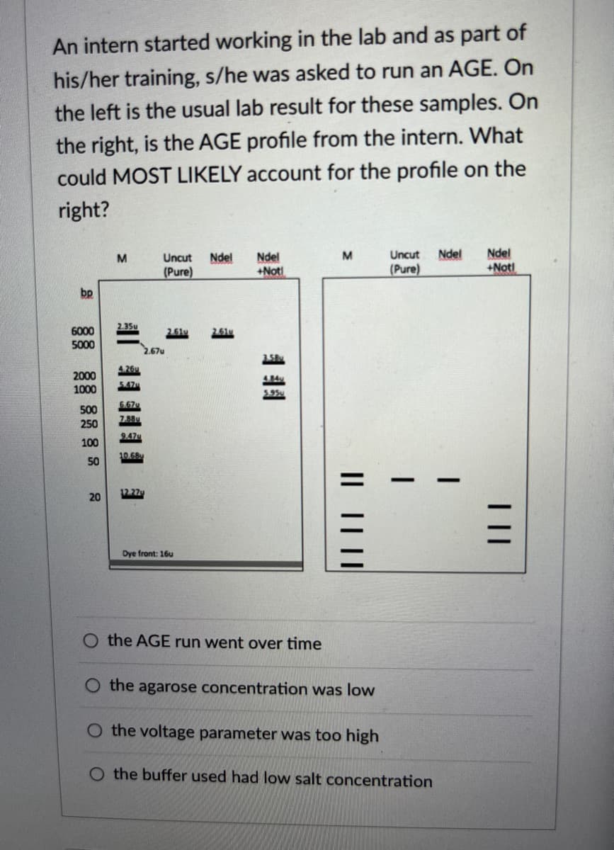 An intern started working in the lab and as part of
his/her training, s/he was asked to run an AGE. On
the left is the usual lab result for these samples. On
the right, is the AGE profile from the intern. What
could MOST LIKELY account for the profile on the
right?
M
M
Uncut Ndel
Uncut Ndel Ndel
(Pure)
Ndel
+Not!
+Not!
(Pure)
bp
2.35u
6000
5000
4.26u
2000
1000
6.67u
500
7.88u
250
9.47u
100
10.68
50
12.27y
Dye front: 16u
the AGE run went over time
the agarose concentration was low
O the voltage parameter was too high
O the buffer used had low salt concentration
20
2.67u
E
||||| ||
| ||