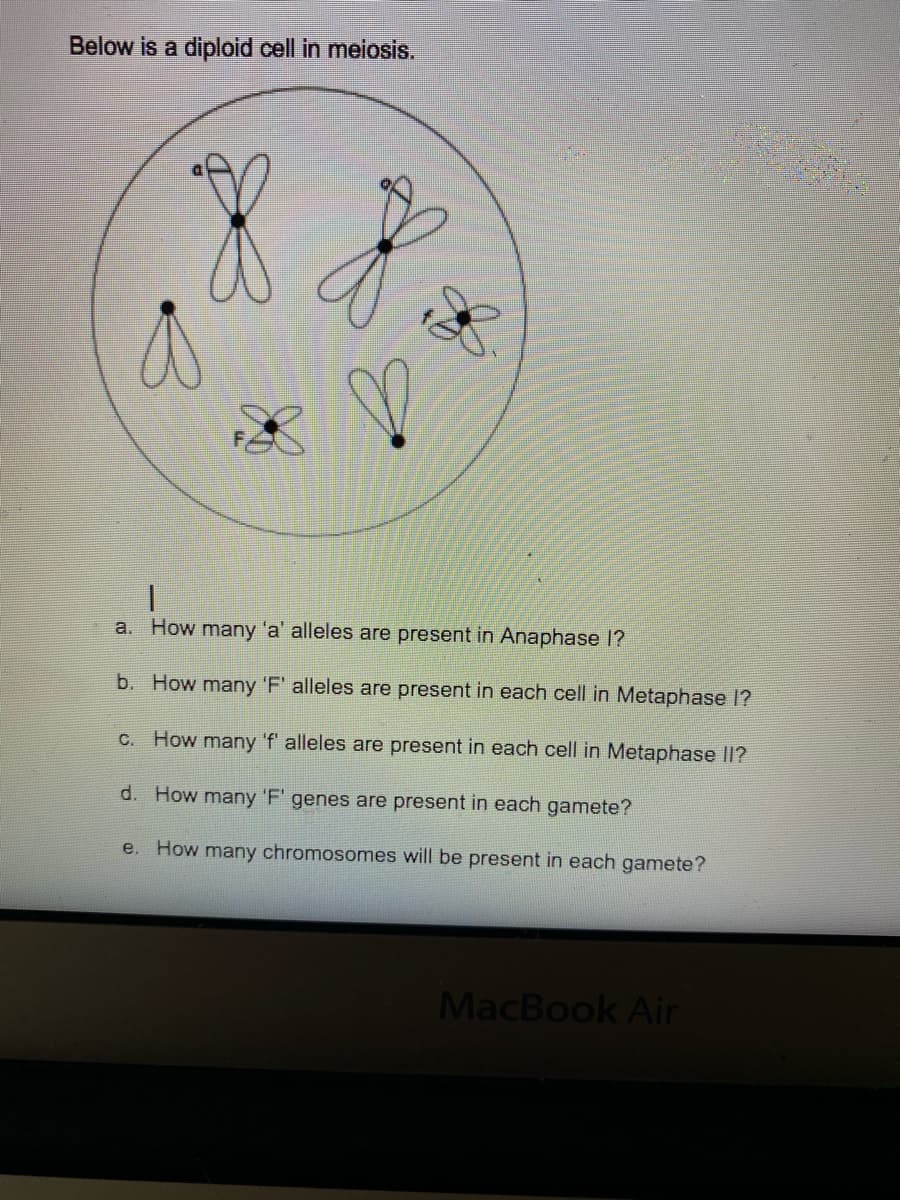 Below is a diploid cell in meiosis.
a. How many 'a' alleles are present in Anaphase I?
b. How many 'F' alleles are present in each cell in Metaphase 1?
C. How many 'f' alleles are present in each cell in Metaphase II?
d. How many 'F' genes are present in each gamete?
e. How many chromosomes will be present in each gamete?
MacBook Air
