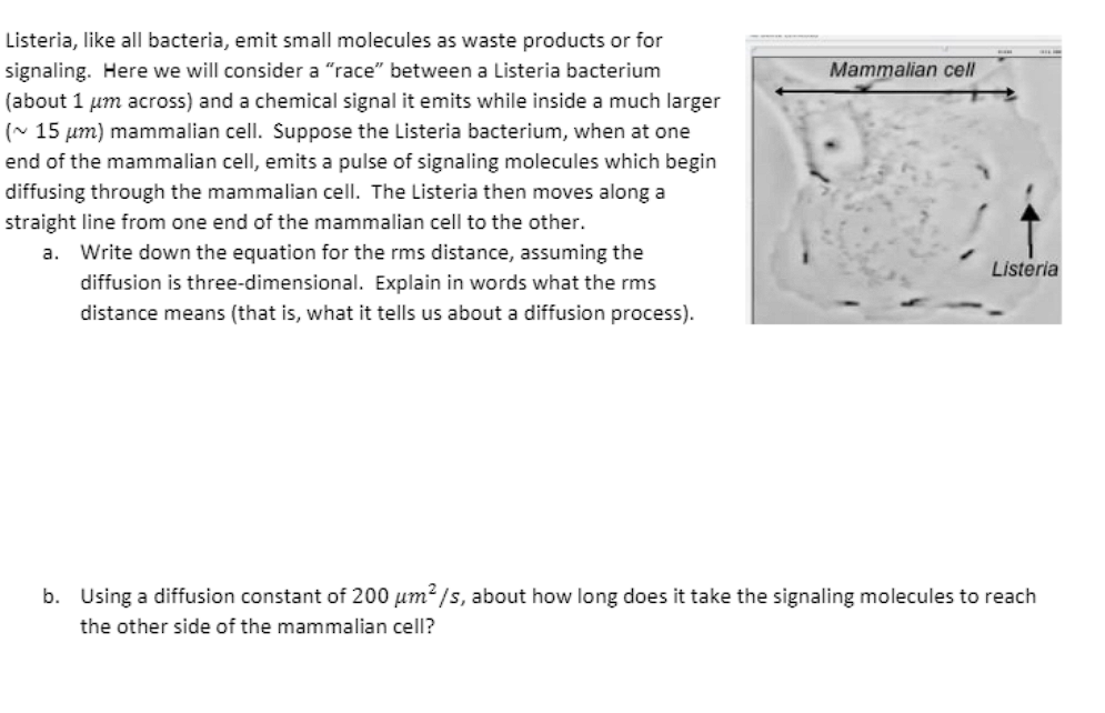 **Understanding Bacterial Movement and Diffusion in a Mammalian Cell**

**Introduction:**

Listeria, like all bacteria, emit small molecules as waste products or for signaling. This example considers a "race" between a Listeria bacterium (about 1 μm across) and a chemical signal it emits while inside a much larger (~15 μm) mammalian cell. Suppose the Listeria bacterium, when at one end of the mammalian cell, emits a pulse of signaling molecules which then begin diffusing through the mammalian cell. The Listeria then moves in a straight line from one end of the mammalian cell to the other.
 
**Problem and Parameters:**

1. **Equation for rms distance in three dimensions:**
    - **Explanation:** The root mean square (rms) distance is a statistical measure of the average distance a particle will travel due to diffusion over a given time period in three-dimensional space. It is given by the formula:
      \[
      \text{rms distance} = \sqrt{6Dt}
      \]
      where \(D\) is the diffusion constant and \(t\) is time. The rms distance tells us how far on average a diffusing particle will travel from its origin. It provides insight into the efficiency and speed of the diffusion process.

2. **Calculation for signal molecules' diffusion time:**
    - **Given:** 
      - **Diffusion constant (D):** 200 μm\(^2\)/s
      - **Distance to travel:** 15 μm (diameter of the mammalian cell)

    - **Calculation:**
      Rearrange the equation for rms distance to solve for time (\(t\)):
      \[
      t = \frac{(\text{rms distance})^2}{6D} = \frac{(15 \, \mu m)^2}{6 \, \times \, 200 \, \mu m^2/s} = \frac{225 \, \mu m^2}{1200 \, \mu m^2/s} = \frac{225}{1200} \text{s} \approx 0.1875 \text{s}
      \]
    - **Conclusion:** It takes approximately 0.1875 seconds for the signaling molecules to diffuse across the mammalian cell.

**Graphical Representation:**

On the right, there is an image of a mamm