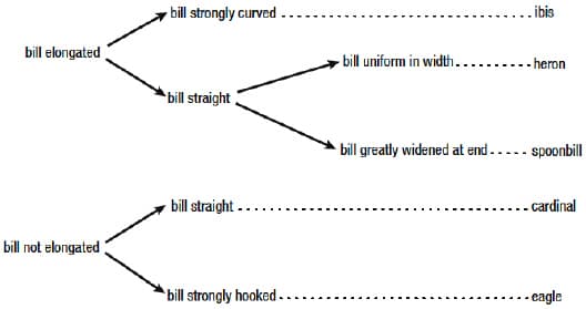 bill elongated
bill not elongated
bill strongly curved.
bill straight
bill straight....
bill strongly hooked...
bill uniform in width..
ibis
- heron
bill greatly widened at end. spoonbill
... cardinal
-eagle