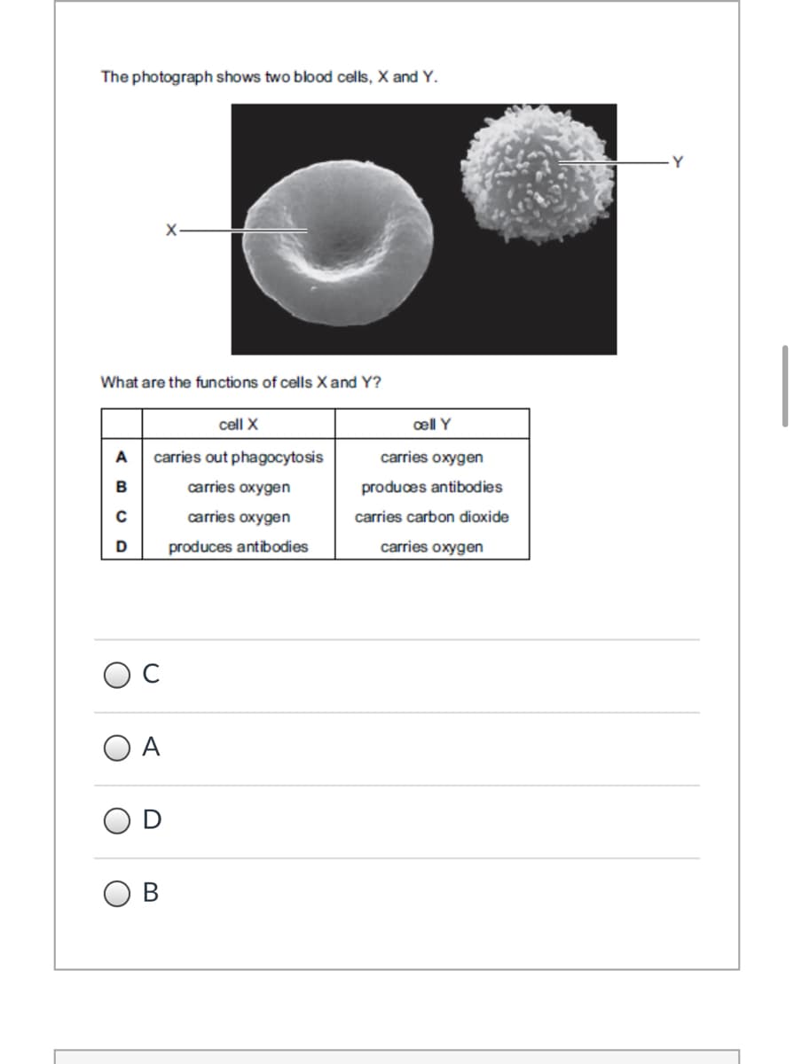 The photograph shows two blood cells, X and Y.
Y
What are the functions of cells X and Y?
cell X
cell Y
A
carries out phagocytosis
carries oxygen
carries oxygen
produces antibodies
carries oxygen
carries carbon dioxide
D
produces antibodies
carries oxygen
C
A
В
