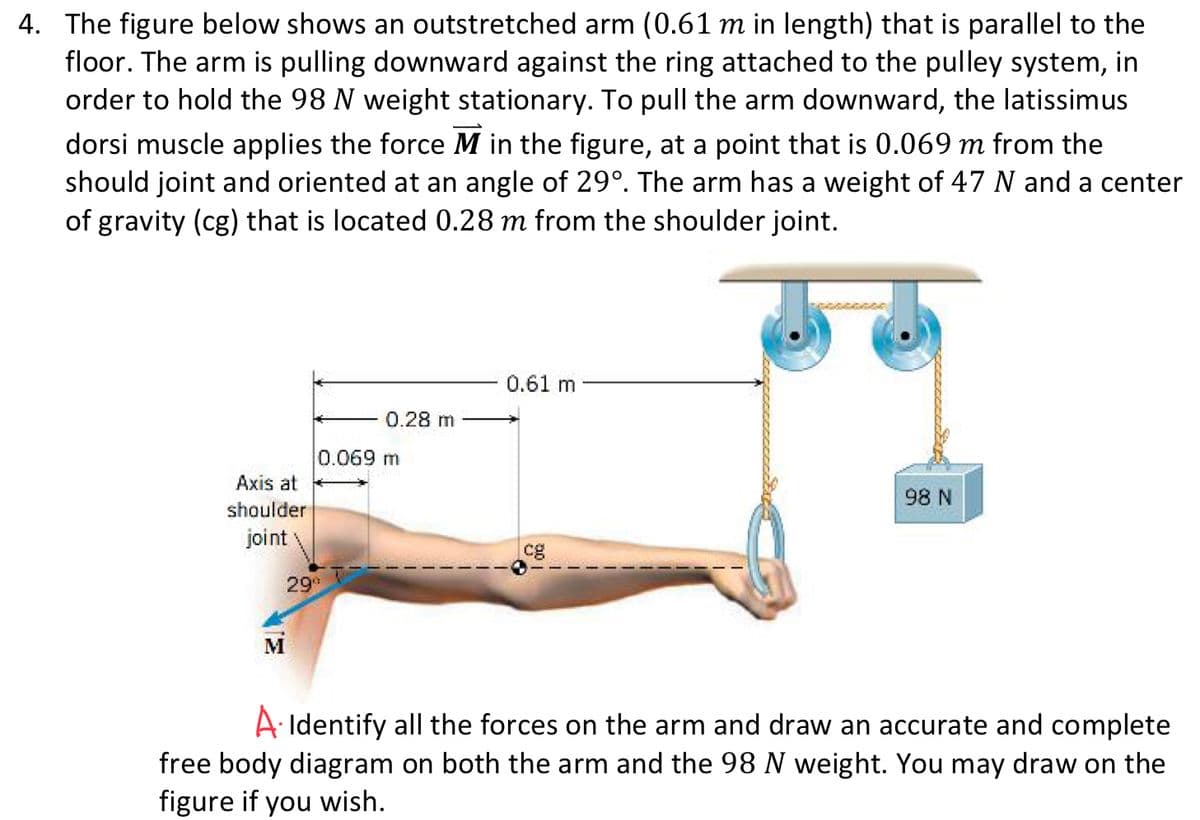 4. The figure below shows an outstretched arm (0.61 m in length) that is parallel to the
floor. The arm is pulling downward against the ring attached to the pulley system, in
order to hold the 98 N weight stationary. To pull the arm downward, the latissimus
dorsi muscle applies the force M in the figure, at a point that is 0.069 m from the
should joint and oriented at an angle of 29°. The arm has a weight of 47 N and a center
of gravity (cg) that is located 0.28 m from the shoulder joint.
0.61 m
0.28 m
0.069 m
Axis at
98 N
shoulder
joint
cg
29
M
AIdentify all the forces on the arm and draw an accurate and complete
free body diagram on both the arm and the 98 N weight. You may draw on the
figure if you wish.
