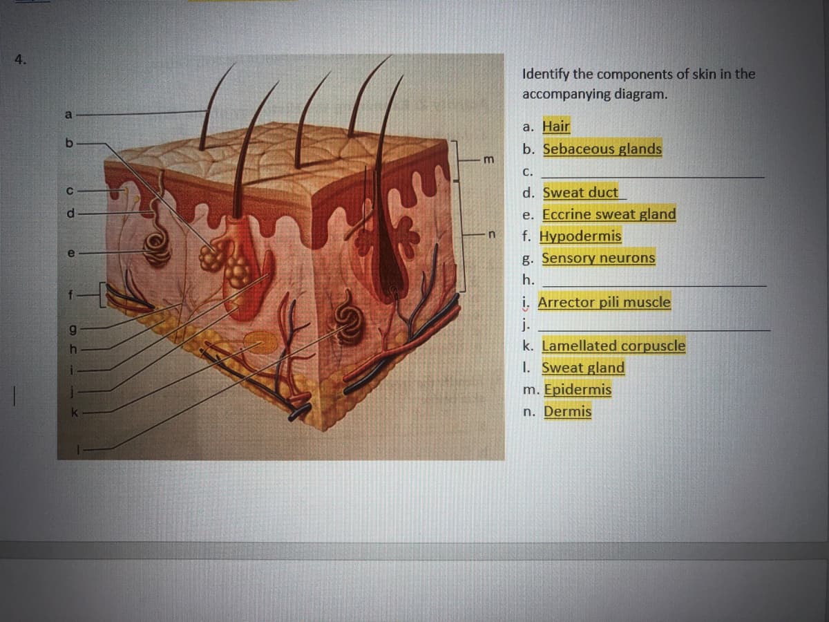 4.
Identify the components of skin in the
accompanying diagram.
a
а. Нair
b. Sebaceous glands
m
С.
d. Sweat duct
d.
e. Eccrine sweat gland
f. Hypodermis
in
g. Sensory neurons
h.
i. Arrector pili muscle
j.
k. Lamellated corpuscle
I. Sweat gland
m. Epidermis
n. Dermis
