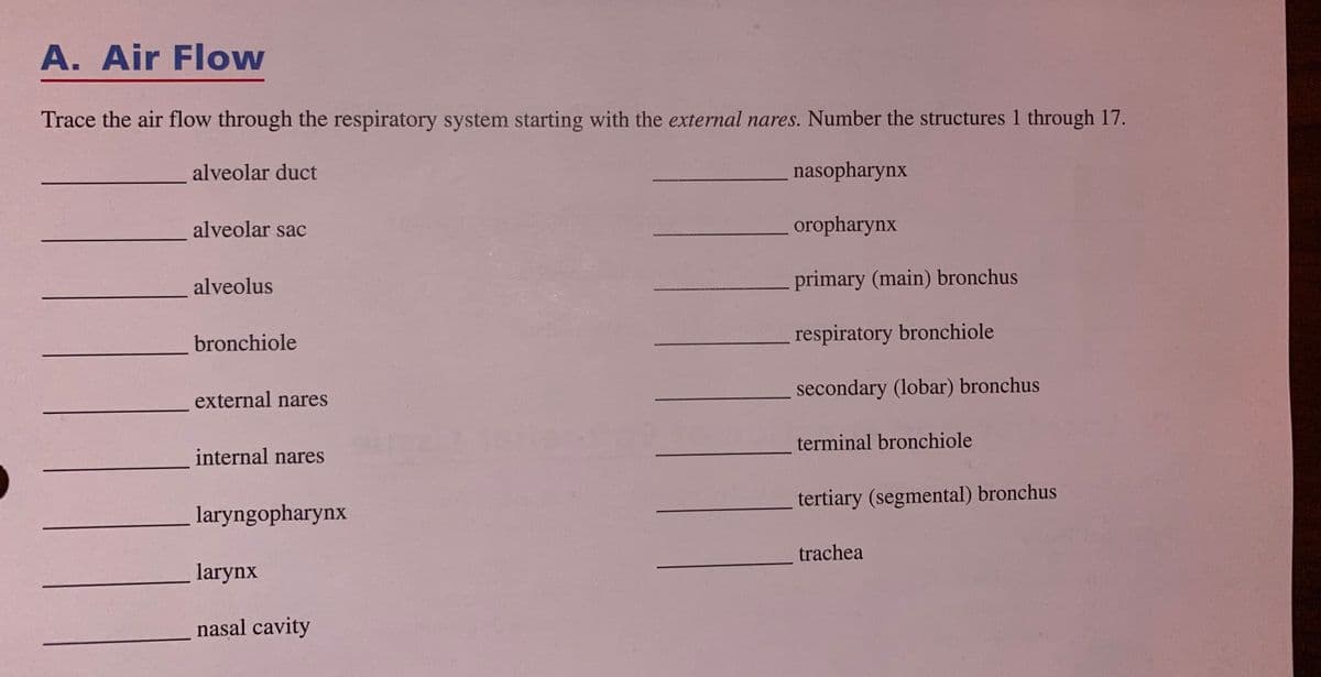 A. Air Flow
Trace the air flow through the respiratory system starting with the external nares. Number the structures 1 through 17.
alveolar duct
nasopharynx
alveolar sac
oropharynx
alveolus
primary (main) bronchus
bronchiole
respiratory bronchiole
secondary (lobar) bronchus
external nares
terminal bronchiole
internal nares
tertiary (segmental) bronchus
laryngopharynx
trachea
larynx
nasal cavity
