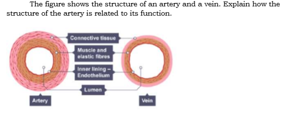 The figure shows the structure of an artery and a vein. Explain how the
structure of the artery is related to its function.
Connective tissue
Muscle and
elastic fibres
Inner lining -
Endothelium
Lumen
Artery
Vein
