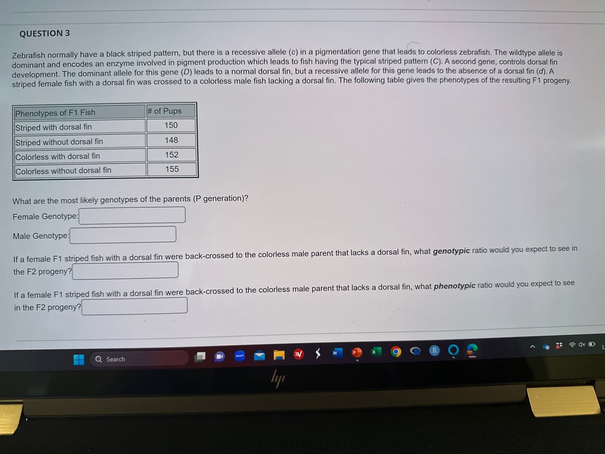 QUESTION 3
Zebrafish normally have a black striped pattern, but there is a recessive allele (c) in a pigmentation gene that leads to colorless zebrafish. The wildtype allele is
dominant and encodes an enzyme involved in pigment production which leads to fish having the typical striped pattern (C). A second gene, controls dorsal fin
development. The dominant allele for this gene (D) leads to a normal dorsal fin, but a recessive allele for this gene leads to the absence of a dorsal fin (d). A
striped female fish with a dorsal fin was crossed to a colorless male fish lacking a dorsal fin. The following table gives the phenotypes of the resulting F1 progeny.
Phenotypes of F1 Fish
Striped with dorsal fin
Striped without dorsal fin
Colorless with dorsal fin
Colorless without dorsal fin
# of Pups
150
148
152
155
What are the most likely genotypes of the parents (P generation)?
Female Genotype:
Male Genotype:
If a female F1 striped fish with a dorsal fin were back-crossed to the colorless male parent that lacks a dorsal fin, what genotypic ratio would you expect to see in
the F2 progeny?
If a female F1 striped fish with a dorsal fin were back-crossed to the colorless male parent that lacks a dorsal fin, what phenotypic ratio would you expect to see
in the F2 progeny?
Q Search
ly
4x D