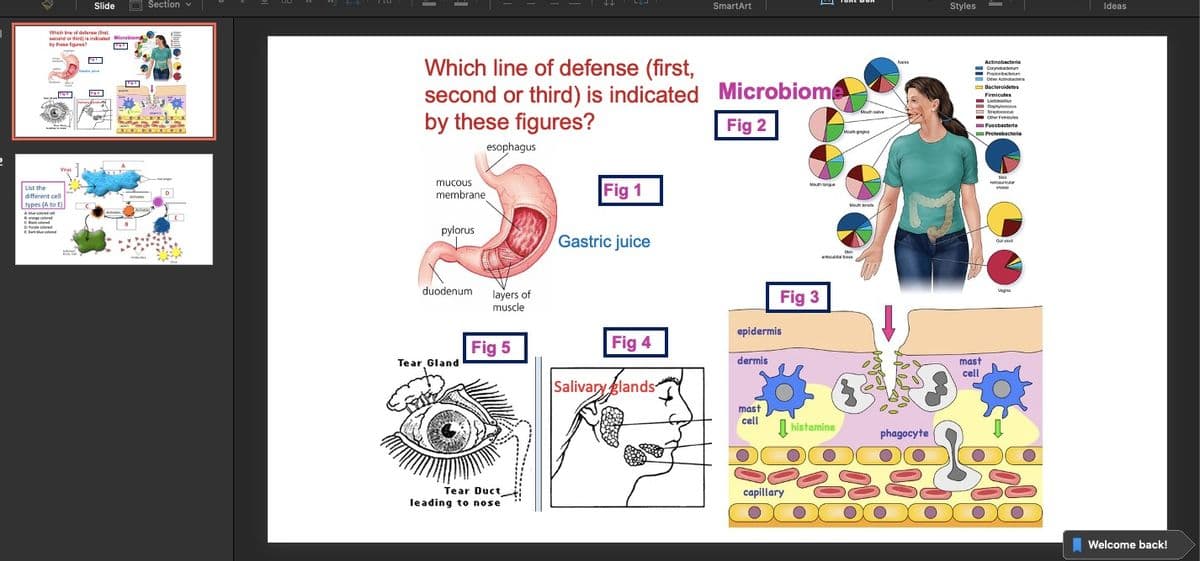 Slide
O Section v
SmartArt
Styles
Ideas
Which ine of delarae (int
scand or thin is indated Microbioma
by these fr
?
Which line of defense (first,
second or third) is indicated Microbiom
by these figures?
Nares
Actinobacteria
Corynetacteum
Pronta
- Oher Ainobactoria
Bacteroidetes
ask pe
O
Firmicutes
Lactobioilus
Snyen
Seet
- er Fmioes
Fusobacteria
Proteobacteria
Mouth aliva
Fig 2
Moh p
esophagus
Virus
mucous
Fig 1
reonuricular
Man ange
List the
membrane
different cell
Activane
types (A to EJ
Mouth t
Avate
A ur sat
n ed
Calod
Ehue soloed
Eee d
pylorus
Gastric juice
duodenum
layers of
muscle
Vagia
Fig 3
epidermis
Fig 5
Fig 4
Tear Gland
dermis
mast
cell
Salivaryglands-
mast
cell
histamine
phagocyte
Tear Duct
capillary
leading to nose
Welcome back!
