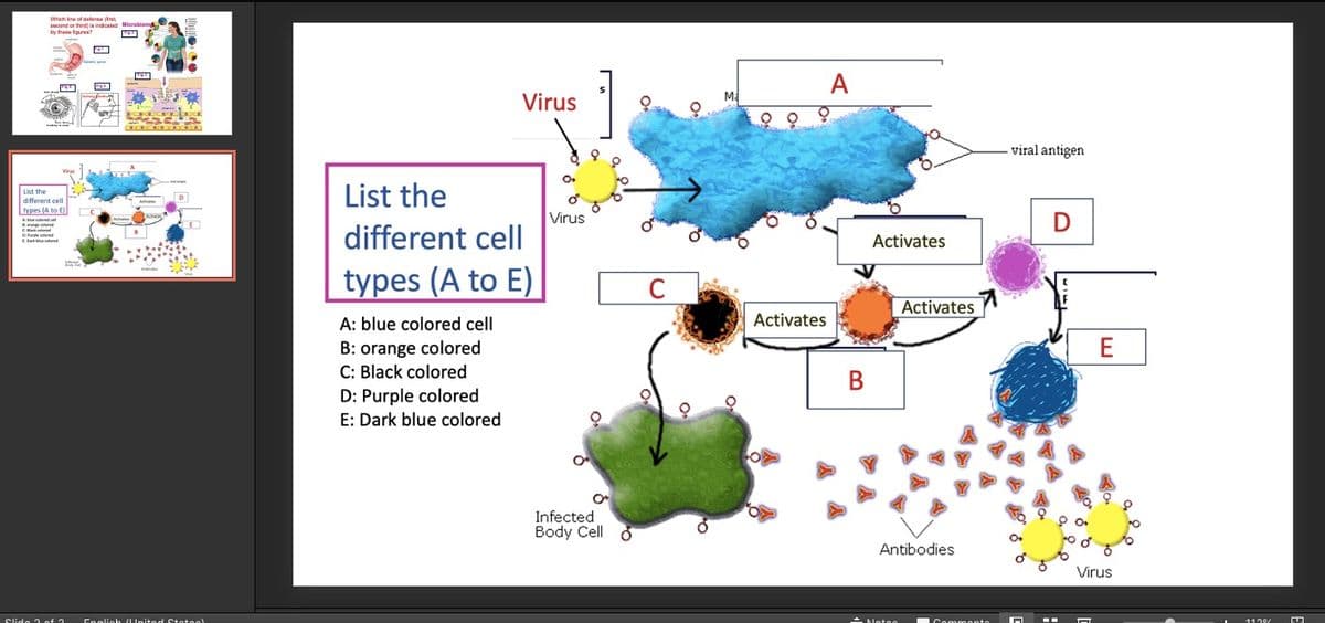 Which ine of delaras ifrat
Scond or thnis indcaled Microbiom
A
Virus
viral antigen
List the
different cell
types (A to E)
List the
Virus
different cell
Activates
types (A to E)
Activates
A: blue colored cell
Activates
E
B: orange colored
C: Black colored
D: Purple colored
В
E: Dark blue colored
Infected
Body Cell ở
Antibodies
Virus
Englieh (LUnited Ctoteel
Slide 2 cf 2
1129/
