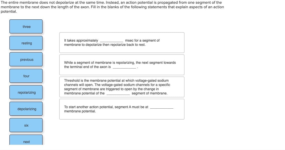 The entire membrane does not depolarize at the same time. Instead, an action potential is propagated from one segment of the
membrane to the next down the length of the axon. Fill in the blanks of the following statements that explain aspects of an action
potential.
three
It takes approximately
msec for a segment of
resting
membrane to depolarize then repolarize back to rest.
previous
While a segment of membrane is repolarizing, the next segment towards
the terminal end of the axon is
four
Threshold is the membrane potential at which voltage-gated sodium
channels will open. The voltage-gated sodium channels for a specific
segment of membrane are triggered to open by the change in
membrane potential of the
repolarizing
segment of membrane.
depolarizing
To start another action potential, segment A must be at
membrane potential.
six
next
