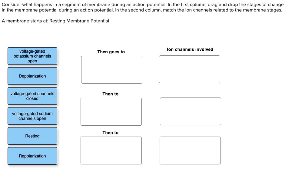 Consider what happens in a segment of membrane during an action potential. In the first column, drag and drop the stages of change
in the membrane potential during an action potential. In the second column, match the ion channels related to the membrane stages.
A membrane starts at: Resting Membrane Potential
lon channels involved
voltage-gated
potassium channels
open
Then goes to
Depolarization
voltage-gated channels
closed
Then to
voltage-gated sodium
channels open
Then to
Resting
Repolarization
