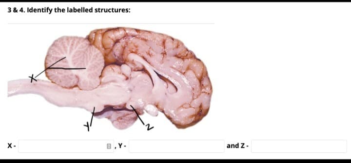 3 & 4. Identify the labelled structures:
X-
0 ,Y-
and Z-
