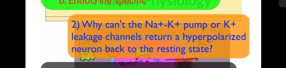 STology
2) Why can't the Na+-K+ pump or K+
leakage channels return a hyperpolarized
neuron back to the resting state?
