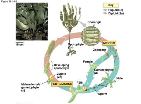 Figure 28.16-2
Кey
Haploid (n)
Diploid (2n)
Sporangia
MEIOSIS
Sporophyte
(2n)
10 cm
Zoospore
Female
Developing
sporophyte
Gametophytes
(m)
Zygote
(2n)
Male
FERTILIZATION E99
Mature female
gametophyte
(n)
Sperm
