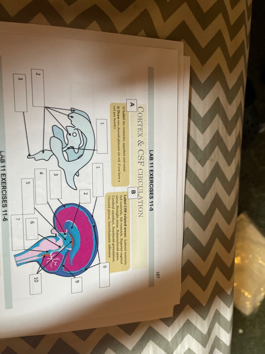 187
LAB 11 EXERCISES 11-5
CORTEX & CSF CIRCULATION
B
Label CSF-related areas: Lateral ventricle,
3rd ventricle, 4th ventricle, Superior sagittal
sinus, Straight minus, Subarachnoid space,
Cerebral aqueduct, Arachnoid granulation,
Choroid plexus, Interthalamic adhesion
8
1) Label the ventricles, aqueduct and canal.
2) Draw two choroid plexuses (in red, if you have a
red pen handy).
9
4
10
6.
3
7
LAB 11 EXERCISES 11-6
