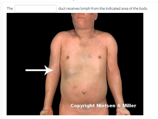 The
duct receives lymph from the indicated area of the body.
Copyright Nielsen & Miller
